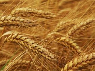 5. postna Tiha nedelja je zadnja pred Cvetno nedeljo