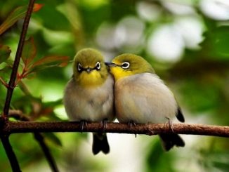 Gregorjevo - ko se ptički ženijo