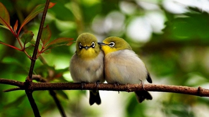 Gregorjevo - ko se ptički ženijo