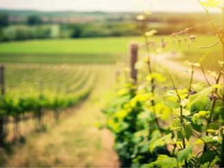 Misli papeža Benedikta XVI. - 'Jaz sem trta, vi mladike'