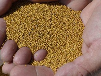 Misli papeža Benedikta XVI. – Seme in gorčično zrno